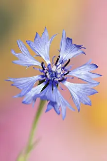 Centaurea Cyanus Bloom Drucke: Cornflower (Centaurea cyanus), flower