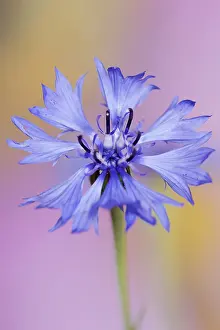Asteraceae Plant Images Drucke: Cornflower (Centaurea cyanus), flower