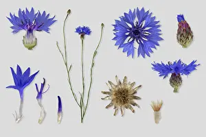 Blue Cornflower Drucke: Cornflower (Centaurea cyanus), flower
