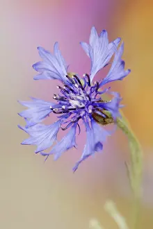 North Rhine Westphalia Flowers Drucke: Cornflower (Centaurea cyanus), flower