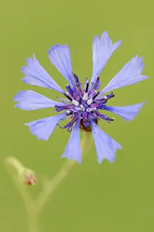Blue Blossom Drucke: Cornflower (Centaurea cyanus), flower
