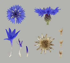 Blue Blossom Drucke: Cornflower (Centaurea cyanus), flower