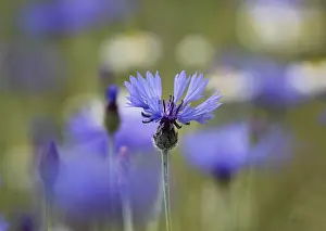 Close Up Wild Flower Drucke: Cornflower (Centaurea cyanus), Germany