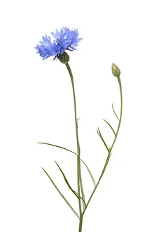 Cutout White Background Image Drucke: Cornflower (Centaurea cyanus), plant