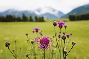 Nature Reserve Europe Drucke: Cornflower oder Bluebottle (Centaurea cyanus)