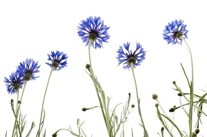 Blue Cornflowers Drucke: Cornflowers (Centaurea cyanus)