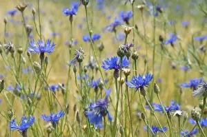 Cornflower Details Drucke: Cornflowers (Centaurea cyanus)