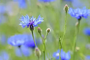 Blue Flowers In Germany Drucke: Cornflowers (Centaurea cyanus)