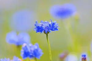 Blue Blossom In Nature Drucke: Cornflowers (Centaurea cyanus)