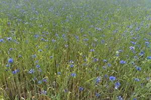 Centaurea Cyanus Bloom Drucke: Cornflowers (Centaurea cyanus)