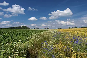 Northern German Countryside Scenery Drucke: Cornflowers (Centaurea cyanus) in a cereal field