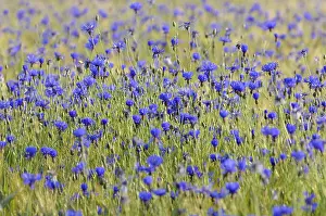 Cornfield Landscape Photography Drucke: Cornflowers (Centaurea cyanus) in cornfield