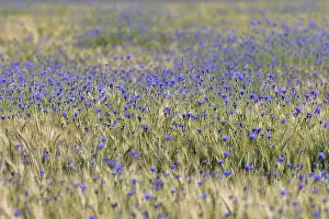 Blue Flowers In Farmland Drucke: Cornflowers (Centaurea cyanus) in cornfield