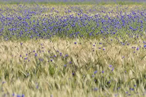 European Botanical Images Drucke: Cornflowers (Centaurea cyanus) in cornfield