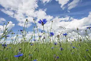 Open Air Nature Photography Germany Drucke: Cornflowers (Centaurea cyanus) in a meadow
