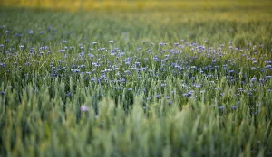 Deserted Grainfield Landscape Drucke: Cornflowers (Centaurea cyanus) in Weizenfeld