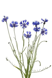 Blue Flowers Drucke: Cornflowers (Centaurea cyanus) on white background