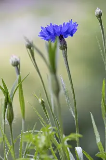 German Flora Drucke: Cornflowers (Cyanus segetum)