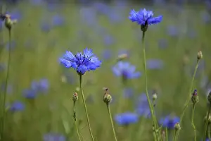 Gerahmter Druck : Blumen von Mais in einem Feld. Gerahmter Druck : Blumen von Mais in einem Feld.
