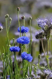 Deserted Plant Life Drucke: Cornflowers in the (Phacelia) Field