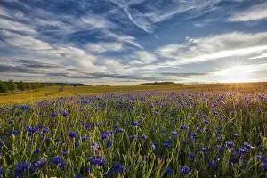 Agricultural Landscape Art Drucke: Cornflowers in the sunset Harz