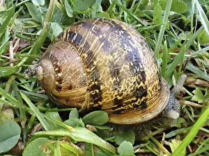 Drucke von Ein Gartenhase (Cornu aspersum) im Gras, Nordrhein-Westfalen, Deutschland Schnecken Drucke: Gemeiner Weinbergschnecken (Cornu aspersum) in Nordrhein-Westfalen, Deutschland