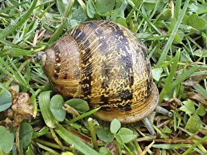 Pulmonate Drucke: Cornu aspersum (Cornu aspersum)