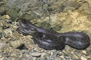 Verwandte Bilder Drucke: Coronella austriaca, Glattotriton