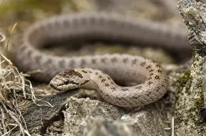 Verwandte Bilder Drucke: Coronella austriaca, glatter Grashüpfernatter