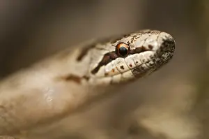 Verwandte Bilder Drucke: Korallenottern-Austriaca, glatter Grubenotter