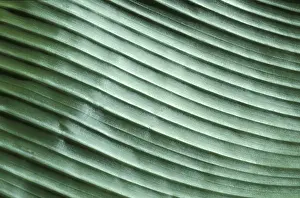 Close Up Banana Leaf Drucke: Corrugated structure of banana leaf in reflecting light