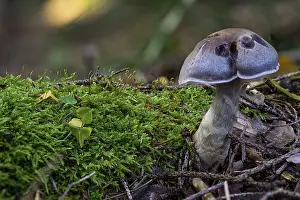 European Poisonous Mushrooms Drucke: Cortinarius anomalus, also known as the variable webcap