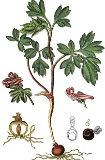 Botanical Drawing Techniques Drucke: Corydalis intermedia (Corydalis intermedia)