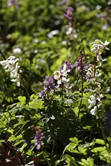 Ranunculid Flowers Drucke: Corydalis, March, Germany