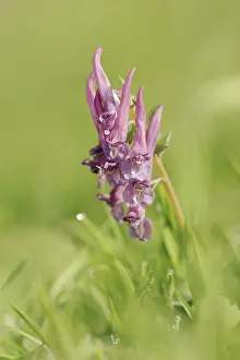 Central European Vegetation Drucke: Corydalis solida (Corydalis solida)