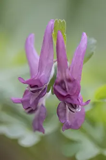 European Flowering Plant Drucke: Corydalis solida (Corydalis solida)