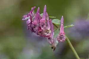 Corydalis Solida Drucke: Corydalis solida (Corydalis solida)