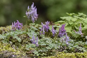 Central European Flora Images Drucke: Corydalis solida (Corydalis solida)