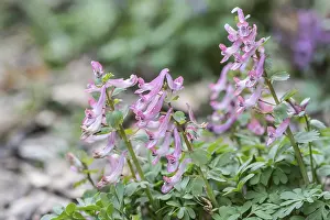 Corydalis Solida Drucke: Corydalis solida (Corydalis solida)