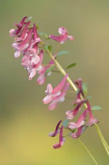 Northern German Nature Drucke: Corydalis solida (Corydalis solida)