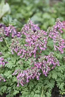 Decorative Garden Plant Drucke: Corydalis solida (Corydalis solida)