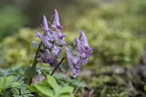 Northern German Nature Drucke: Corydalis solida (Corydalis solida)