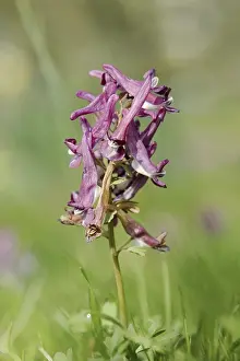 German Flora Drucke: Corydalis solida (Corydalis solida)