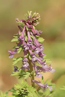 Corydalis Solida Drucke: Corydalis solida (Corydalis solida)