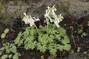 Central Europe Blooms Drucke: Corydalis solida (Corydalis solida)