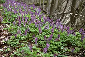 Central Europe Blooming Plants Drucke: Corydalis solida (Corydalis solida)
