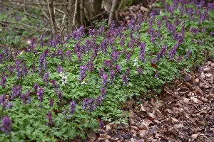 Uninhabited German Landscape Drucke: Corydalis solida (Corydalis solida)