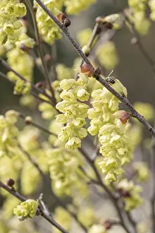 Uninhabited Landscape Photography Drucke: (Corylopsis spicata)