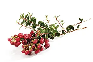 Nature Flora Botany Drucke: Cotoneaster (Cotoneaster)