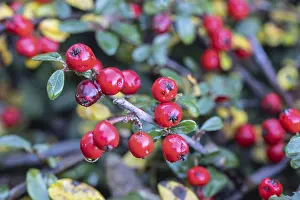 European Shrubs Drucke: Cotoneaster (Cotoneaster horizontalis)